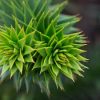 Araucaria araucana - Chilei fenyő