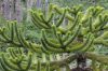 Araucaria araucana - Chilei fenyő