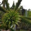 Araucaria araucana - Chilei fenyő