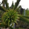 Araucaria araucana - Chilei fenyő