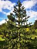 Araucaria araucana - Chilei fenyő