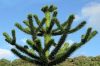Araucaria araucana - Chilei fenyő