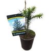 Araucaria araucana - Chilei fenyő