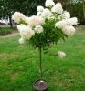 Törzses bugás hortenzia - Hydrangea Paniculata "Petite Lantern"- 60 cm törzs
