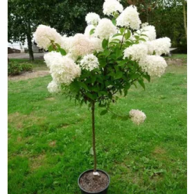   Törzses bugás hortenzia - Hydrangea Paniculata "Petite Lantern"- 60 cm törzs
