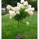 Törzses bugás hortenzia - Hydrangea Paniculata "Petite Lantern"- 60 cm törzs