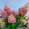 Törzses bugás hortenzia - Hydrangea Paniculata "Petite Lantern"- 60 cm törzs