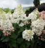 Törzses bugás hortenzia - Hydrangea Paniculata "Petite Lantern"- 60 cm törzs