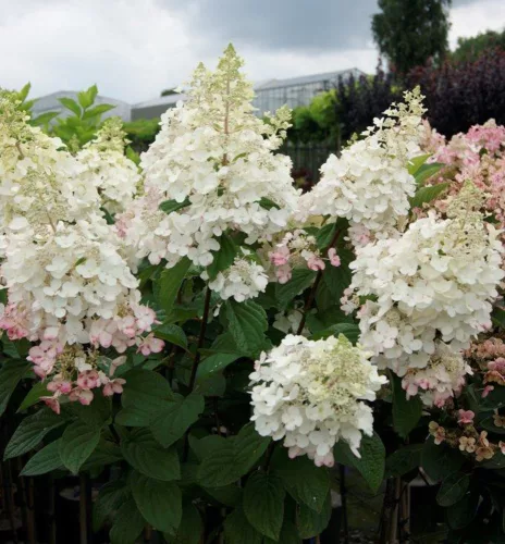 Törzses bugás hortenzia - Hydrangea Paniculata "Petite Lantern"- 60 cm törzs