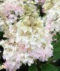 Törzses bugás hortenzia - Hydrangea Paniculata "Petite Lantern"- 60 cm törzs