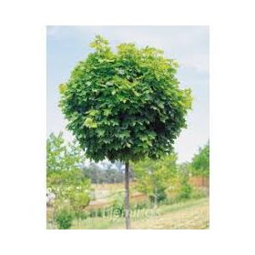 Gömbjuhar - Acer platanoides ‘Globosum’