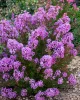 Kínai selyemmírtusz - Lagerstroemia indica "With Love Eternal" Cs9