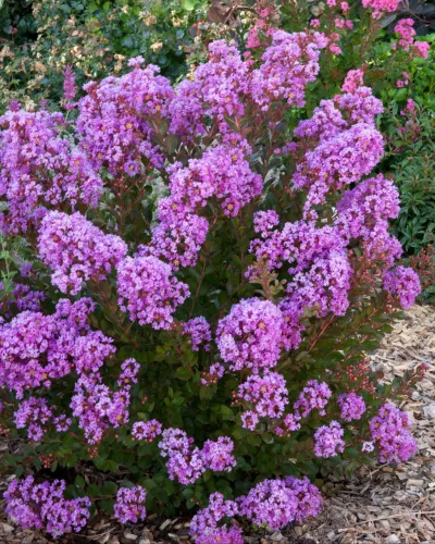 Kínai selyemmírtusz - Lagerstroemia indica "With Love Eternal" Cs9