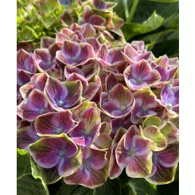   Kerti hortenzia - Hydrangea macrophylla (S)witch "Fayette Blue"
