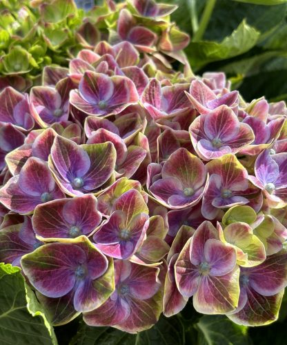 Kerti hortenzia - Hydrangea macrophylla (S)witch "Fayette Blue"