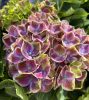 Kerti hortenzia - Hydrangea macrophylla (S)witch "Fayette Blue"