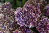 Kerti hortenzia - Hydrangea macrophylla (S)witch "Fayette Blue"