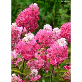   Bugás hortenzia - Hydrangea paniculata "Framboisine" 