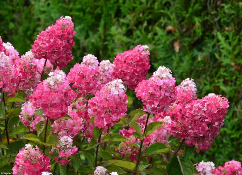 Bugás hortenzia - Hydrangea paniculata "Framboisine" 