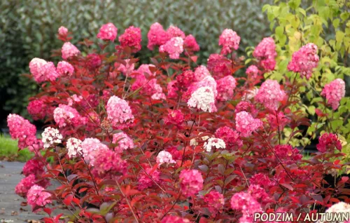 Bugás hortenzia - Hydrangea paniculata "Framboisine" 