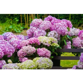   Kerti hortenzia - Hydrangea macrophylla 'Dolly Buster"