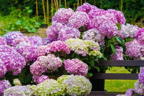 Kerti hortenzia - Hydrangea macrophylla 'Dolly Buster"