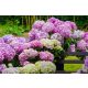 Kerti hortenzia - Hydrangea macrophylla 'Dolly Buster"