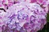 Kerti hortenzia - Hydrangea macrophylla 'Dolly Buster"