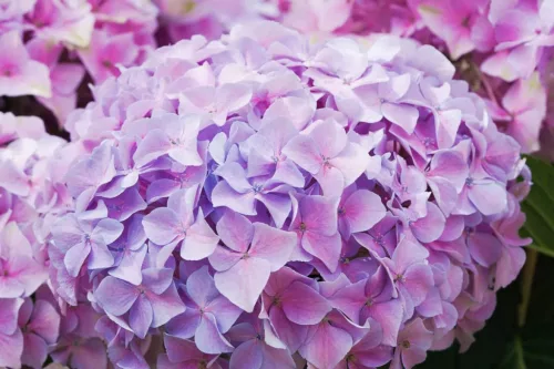 Kerti hortenzia - Hydrangea macrophylla 'Dolly Buster"