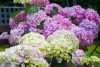 Kerti hortenzia - Hydrangea macrophylla 'Dolly Buster"