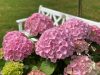 Kerti hortenzia - Hydrangea macrophylla 'Dolly Buster"