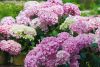 Kerti hortenzia - Hydrangea macrophylla 'Dolly Buster"