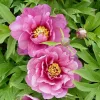 Paeonia Itoh "Yankee Double Dandy" - Hibrid bazsarózsa K4