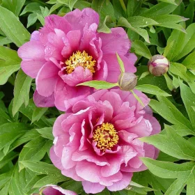   Paeonia Itoh "Yankee Double Dandy" - Hibrid bazsarózsa K4