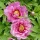 Paeonia Itoh "Yankee Double Dandy" - Hibrid bazsarózsa K4