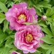 Paeonia Itoh "Yankee Double Dandy" - Hibrid bazsarózsa K4