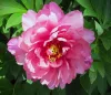 Paeonia Itoh "Yankee Double Dandy" - Hibrid bazsarózsa K4