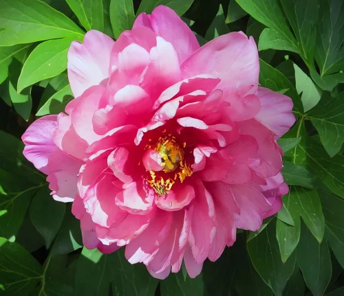 Paeonia Itoh "Yankee Double Dandy" - Hibrid bazsarózsa K4
