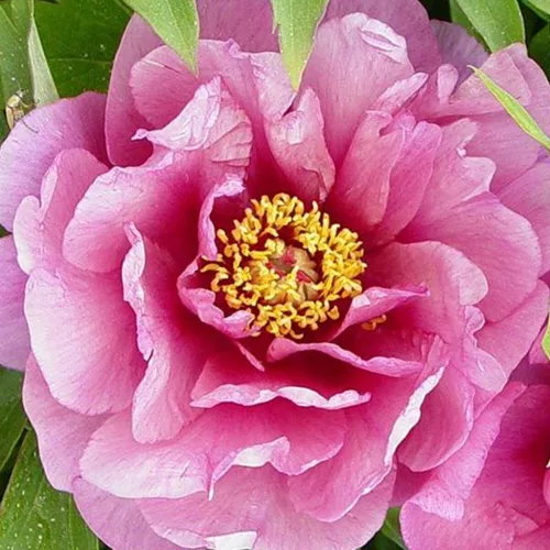 Paeonia Itoh "Yankee Double Dandy" - Hibrid bazsarózsa K4