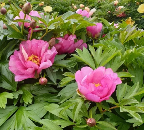 Paeonia Itoh "Yankee Double Dandy" - Hibrid bazsarózsa K4