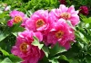Paeonia Itoh "Yankee Double Dandy" - Hibrid bazsarózsa K4