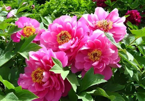 Paeonia Itoh "Yankee Double Dandy" - Hibrid bazsarózsa K4