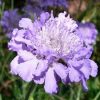 Ördögszem - Scabiosa columbaria 'Butterfly Blue'