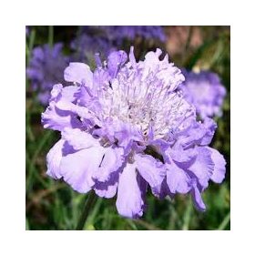 Ördögszem - Scabiosa columbaria 'Butterfly Blue'