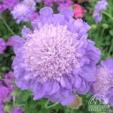 Ördögszem - Scabiosa columbaria 'Butterfly Blue'