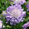 Ördögszem - Scabiosa columbaria 'Butterfly Blue'