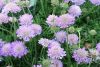 Ördögszem - Scabiosa columbaria 'Butterfly Blue'