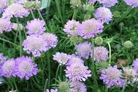 Ördögszem - Scabiosa columbaria 'Butterfly Blue'