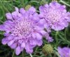 Ördögszem - Scabiosa columbaria 'Butterfly Blue'