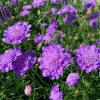 Ördögszem - Scabiosa columbaria 'Butterfly Blue'